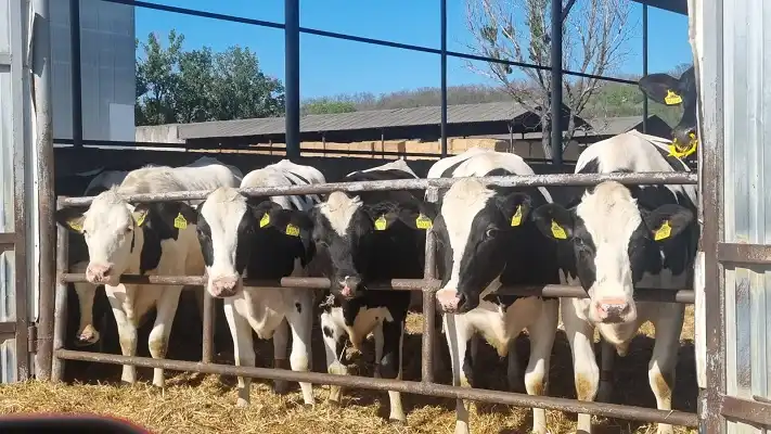 Acordul UE-Mercosur – ce pierd fermierii români și ce se întâmplă în continuare