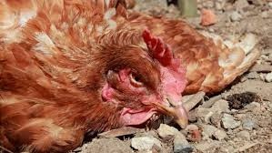 Fermele de păsări sunt sub asediu: gripă aviară și boala Newcastle în același timp — ce înseamnă asta pentru ouăle de Paște