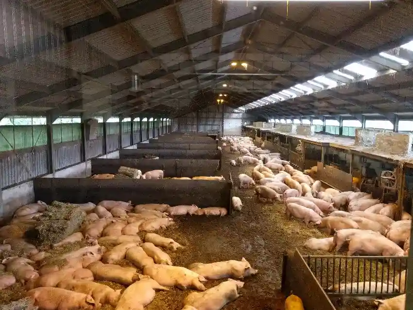 Exportăm porumb, importăm cârnați: de ce România cumpără 80% din carnea de porc din străinătate