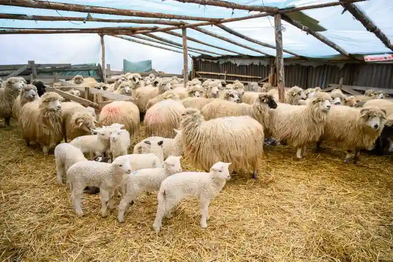 Cât costă mielul de Paște 2026: ce primește fermierul și cât plătește consumatorul la raft