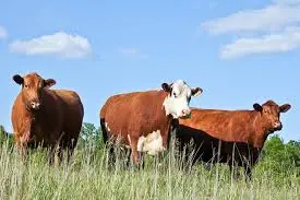 62 de tone de carne din Brazilia cu hormoni interziși, depistată în Europa: ce înseamnă asta pentru crescătorii de bovine din România