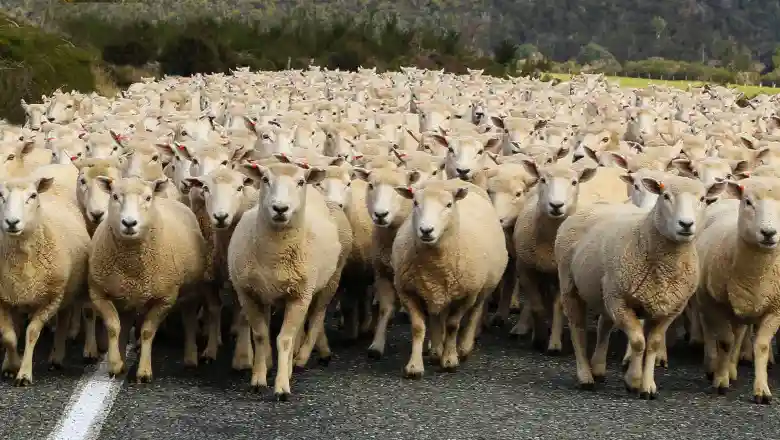 Algeria vrea peste un milion de ovine din România. Premieră: se exportă și carcase, nu doar animale vii